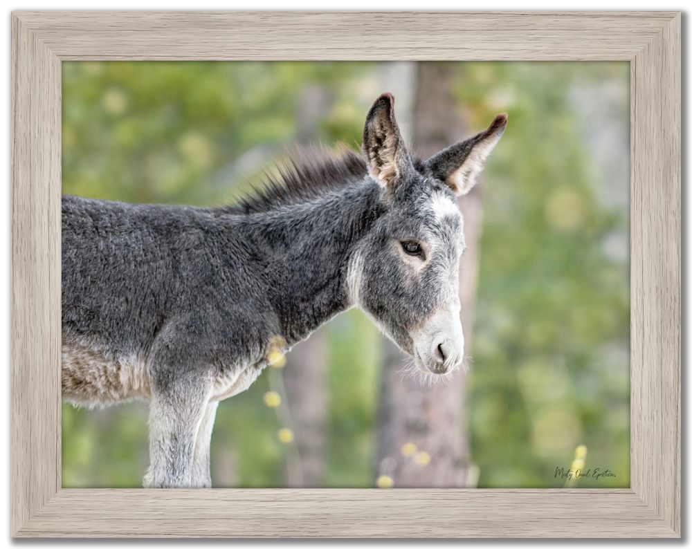Paintings - Baby Wild Burrow Print