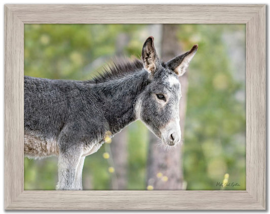 Paintings - Baby Wild Burrow Print
